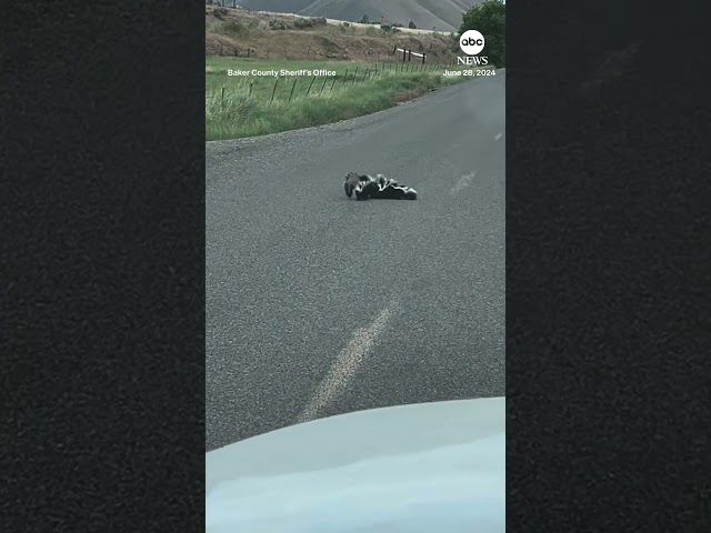 ⁣Mother skunk 'wrangles' babies across roadway