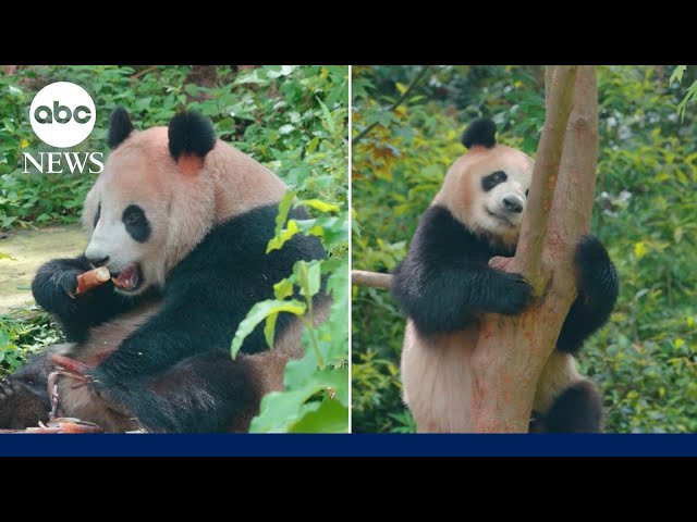 ⁣2 Chinese giant pandas arrive in US for first time in 2 decades