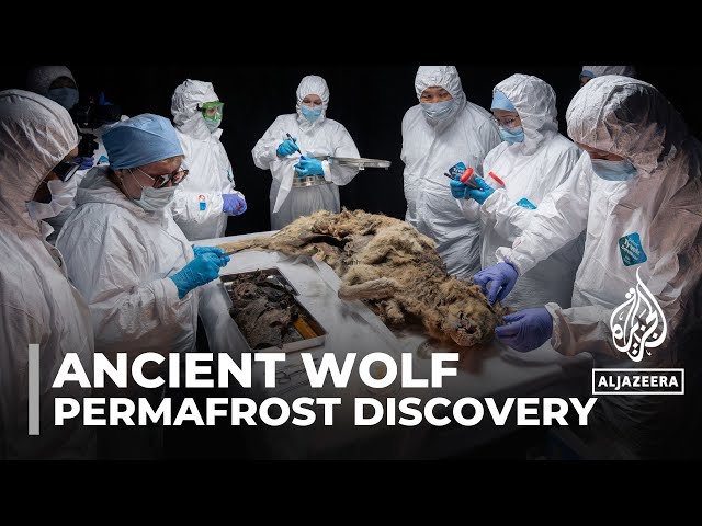 ⁣Russian scientists conduct autopsy on 44,000-year-old wolf carcass