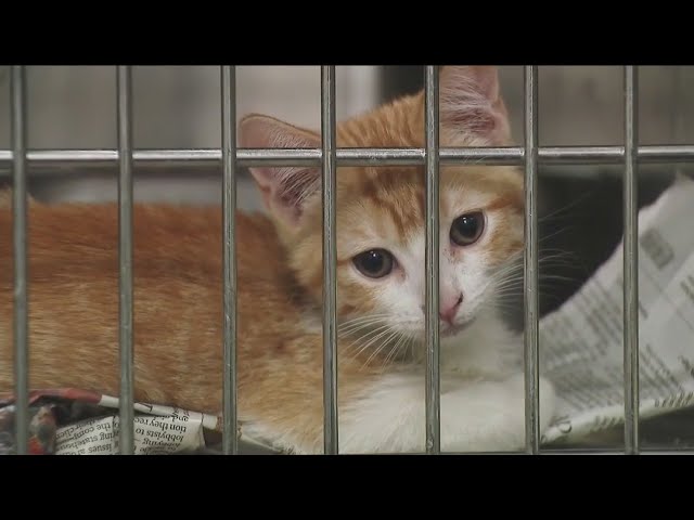 ⁣Rescued cats from Iowa find temporary refuge with PAWS Chicago