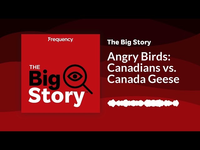 ⁣Angry Birds: Canadians vs. Canada Geese | The Big Story