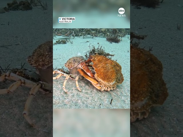 ⁣Timelapse captures spider crab molting