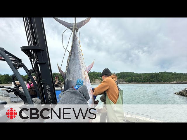 ⁣Huge tuna discovered in fishing net in Chaleur Bay, N.B.