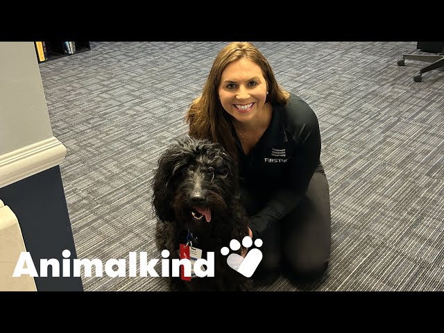 ⁣911 emergency response workers welcome cuddly therapy dogs | Humankind