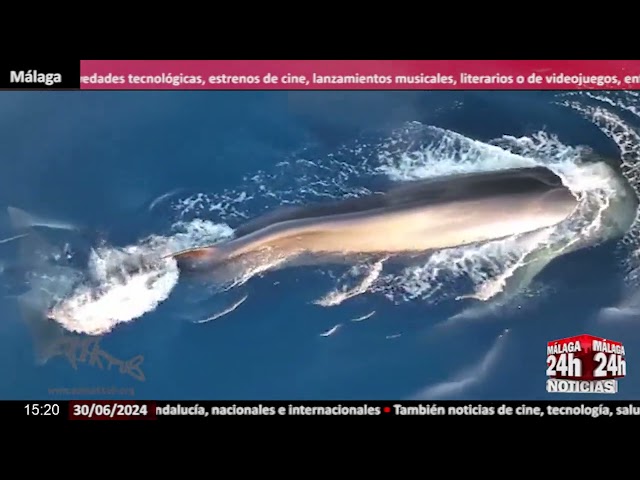⁣Noticia - Migración de ballenas rorcuales al Estrecho de Gibraltar