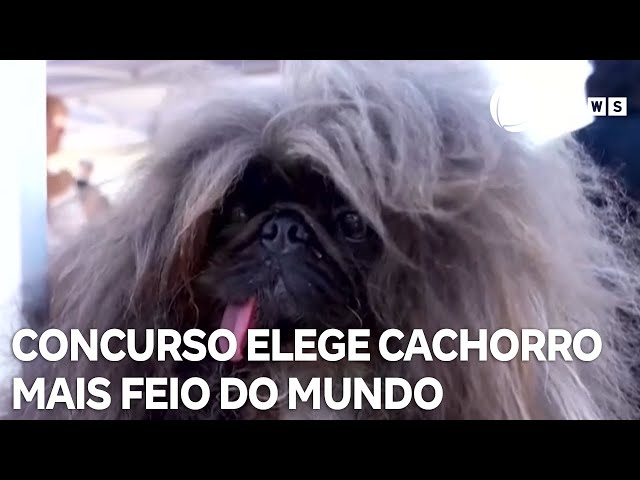 ⁣Cão mais feio do mundo: cachorro é campeão do concurso depois de cinco tentativas