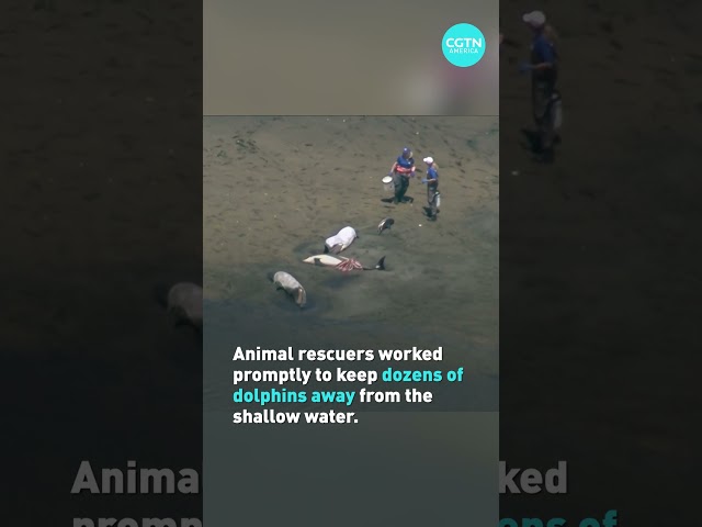 ⁣Animal rescuers keep dolphins off Cape Cod coasts after mass stranding #shorts