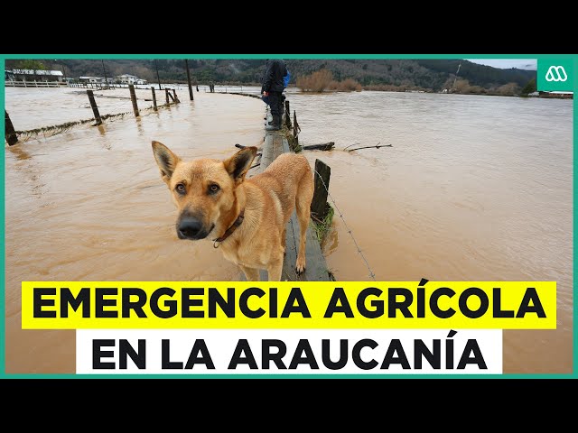 ⁣Emergencia agrícola en la Araucanía: Agricultores pierden sus siembras por inundaciones