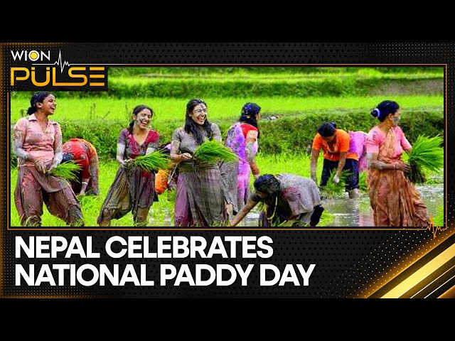 ⁣National Paddy Day celebrations at Nepal | WION Pulse