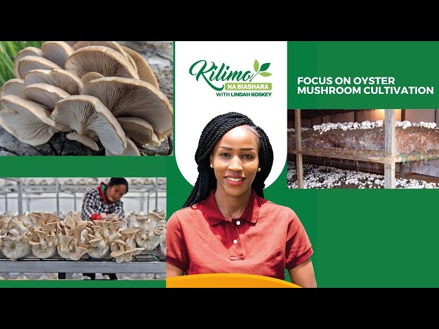 ⁣Focus On Oyster Mushroom Cultivation  | Kilimo na Biashara