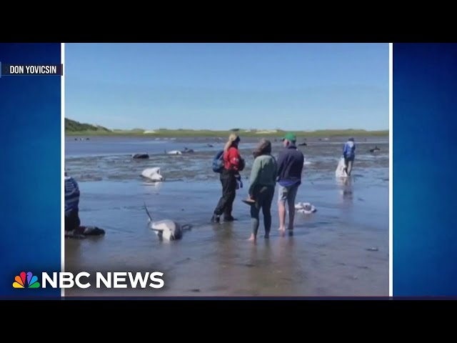⁣Over 100 dolphins saved after shallow tide left them stranded off Cape Cod