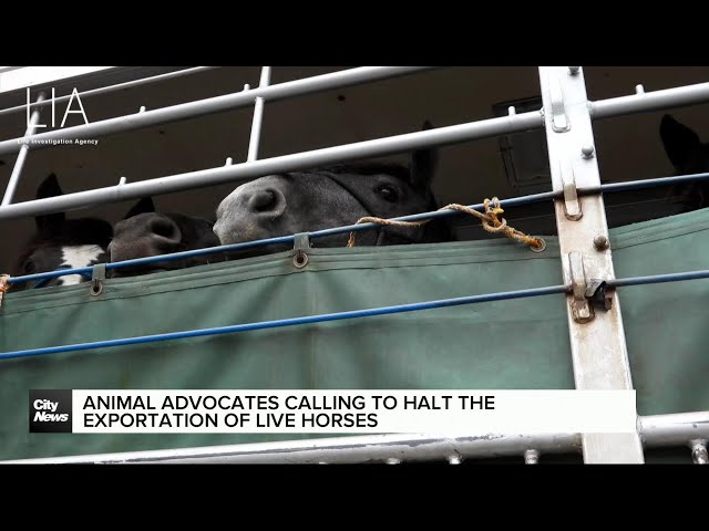 ⁣Advocates call for CFIA to halt live horse exportation