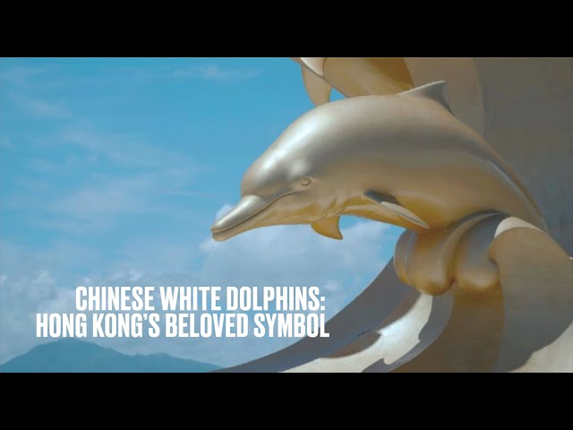 ⁣Chinese white dolphins: Hong Kong's beloved symbol