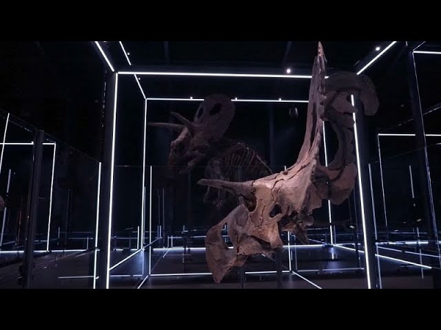 ⁣El Museo danés de la Evolución expone Lokiceratops, una nueva especie de dinosaurio
