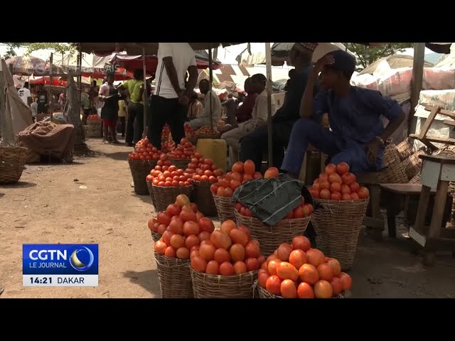 ⁣Nigeria : le papillon de nuit Tuta absoluta dévaste la culture des tomates au Nigeria