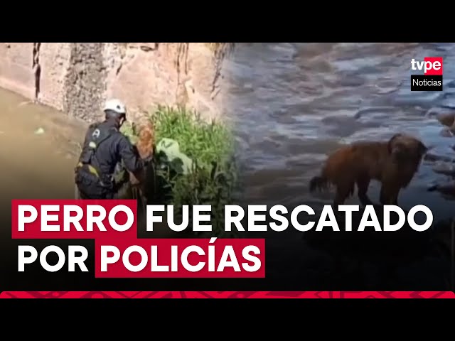 ⁣Cusco: policías rescatan a perro que había quedado atrapado en medio del río Huatanay