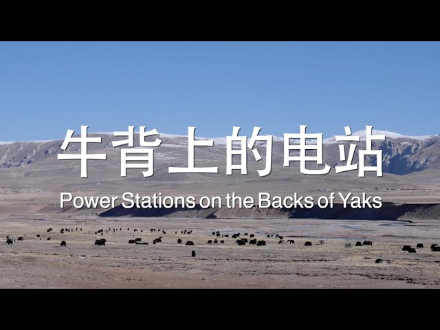 ⁣GLOBALink | Power Stations on the Backs of Yaks