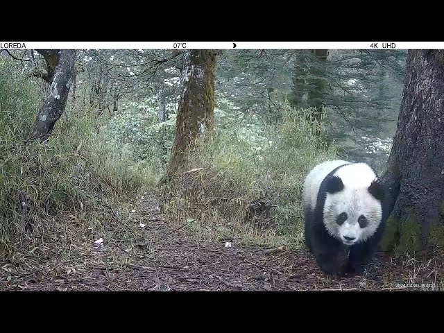 ⁣Giant Panda National Park: Adorable wildlife footage released