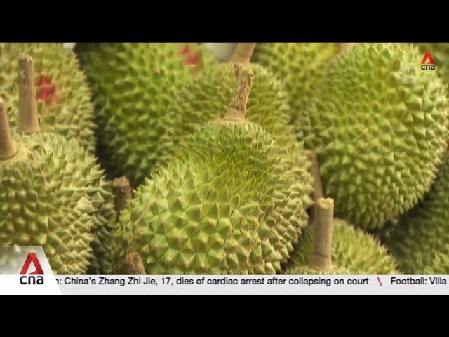 ⁣Supply of durians down 20% due to rainy weather, but prices still kept stable