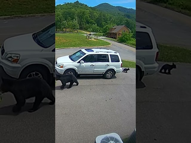 ⁣Black bear shows cubs how to find snacks in Tennessee #Shorts