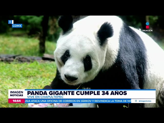 ⁣La panda gigante de Chapultepec, Xin Xin, cumple 34 años