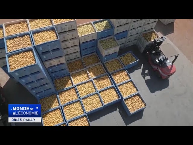 ⁣L'Afrique du Sud profite de la mauvaise récolte d'oranges au Brésil