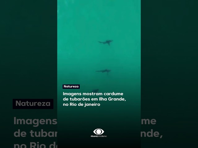 ⁣Câmeras registram cardume de tubarões em Ilha Grande, no Rio de Janeiro #shorts