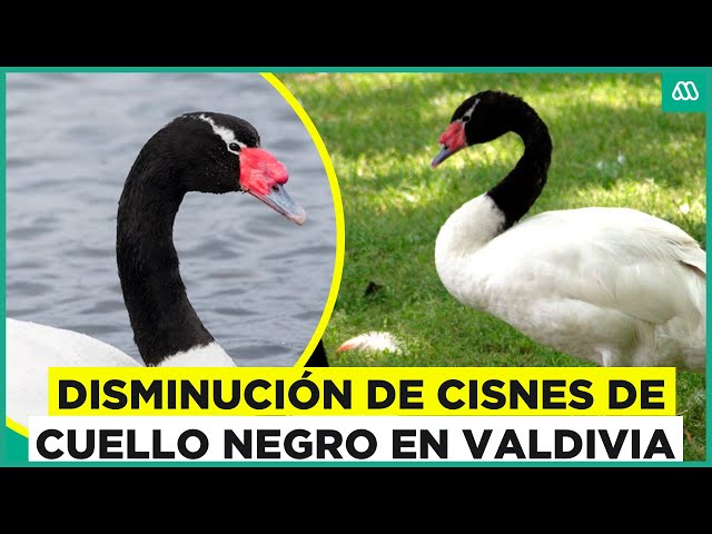⁣Fuerte descenso de cisnes de cuello negro en Valdivia: ¿Cuál es la razón?