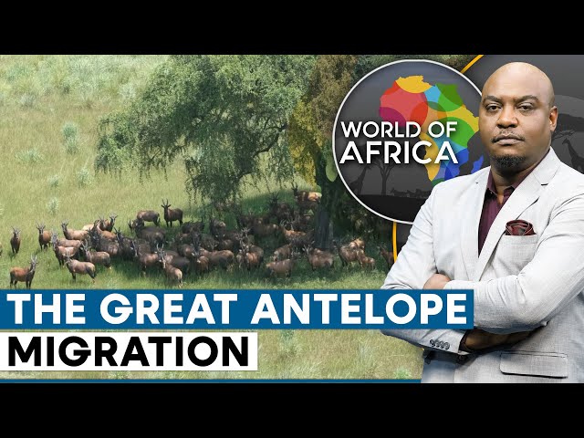 ⁣The Great Nile Migration discovered in south Sudan | World Of Africa
