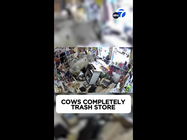 ⁣Cows completely trash tiny store in Colombia