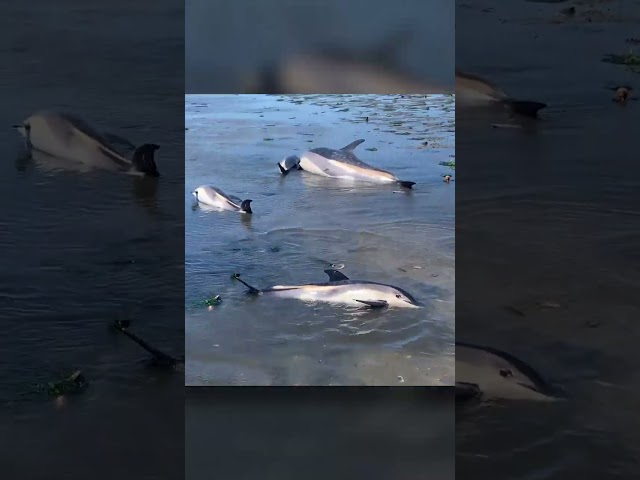 ⁣Over 100 dolphins stranded near Cape Cod #Shorts