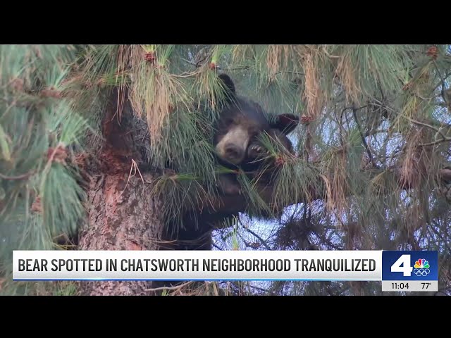 ⁣Bear removed after hours in a Chatsworth tree