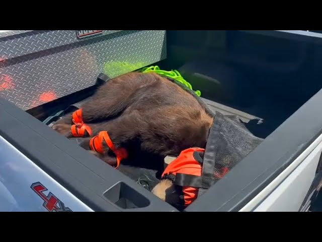 ⁣Bear tranquilized, captured after unusual sighting in Chatsworth