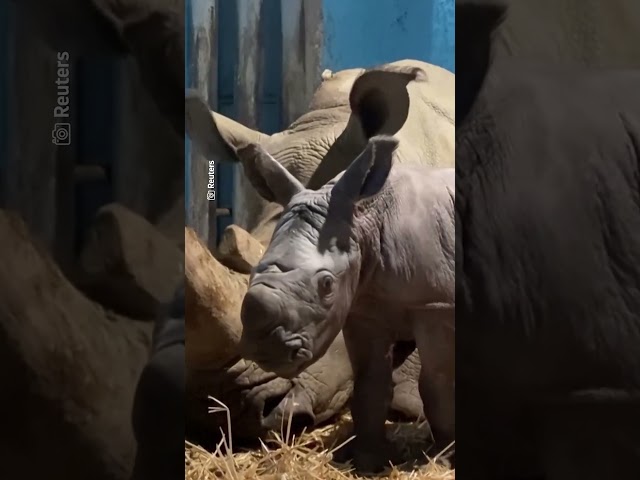⁣Su nombre es Silverio: Así es el tierno rinoceronte blanco que nación en el Buin Zoo