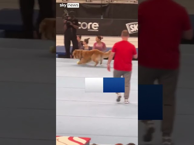 ⁣US Gymnastics' dog 'tries out' for the Olympics