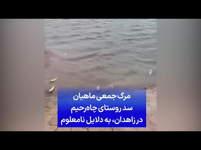 ⁣مرگ جمعی ماهیان سد روستای چاه‌رحیم در زاهدان به دلایل نامعلوم