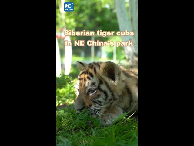 ⁣Siberian tiger cubs frolic in NE China's park