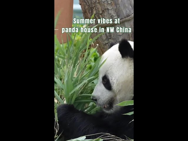 ⁣Summer vibes at panda house in NW China