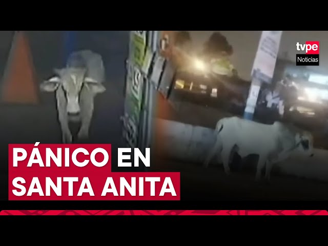 ⁣Santa Anita: toro suelto desata pánico en transeúntes y embiste a ciclista