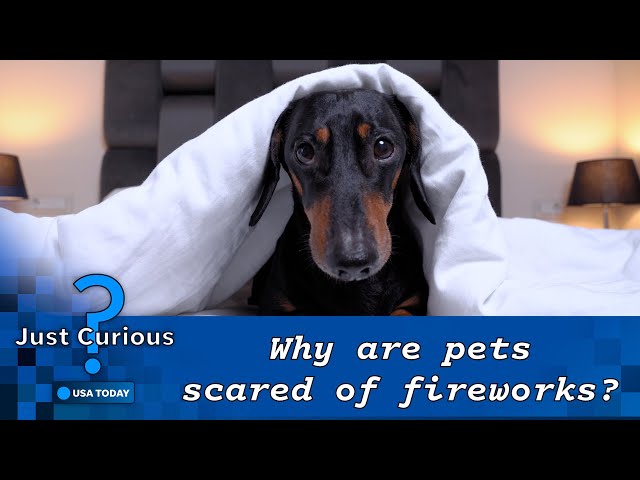 ⁣How to calm your pets down around fireworks, tips to keep them safe | JUST CURIOUS