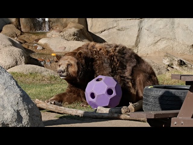⁣A Bear-y Good Time: Breakfast with the Bears event back for the second year at CALM Zoo