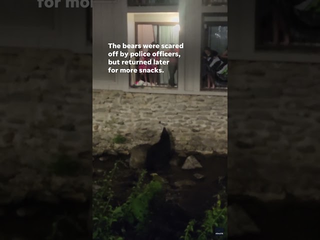 ⁣Video shows bears being fed by lodge guests #Shorts
