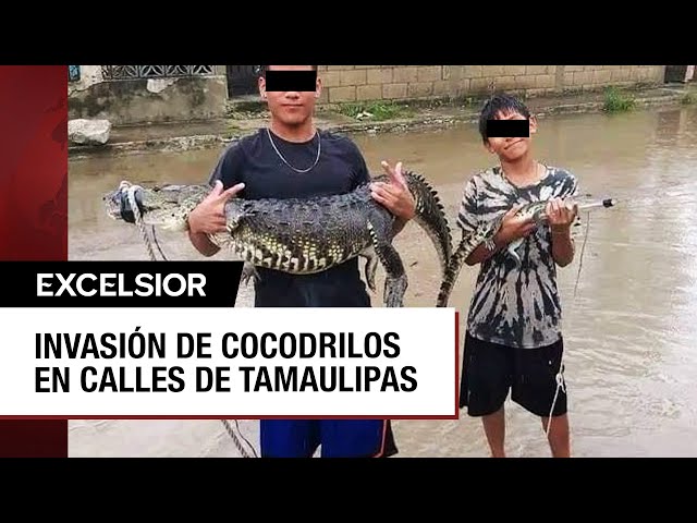 ⁣Salen cocodrilos de las lagunas de Tamaulipas por tormentas