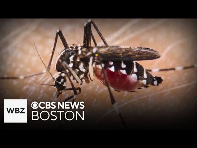 ⁣Triple E virus from mosquitos found in Massachusetts town and more top stories