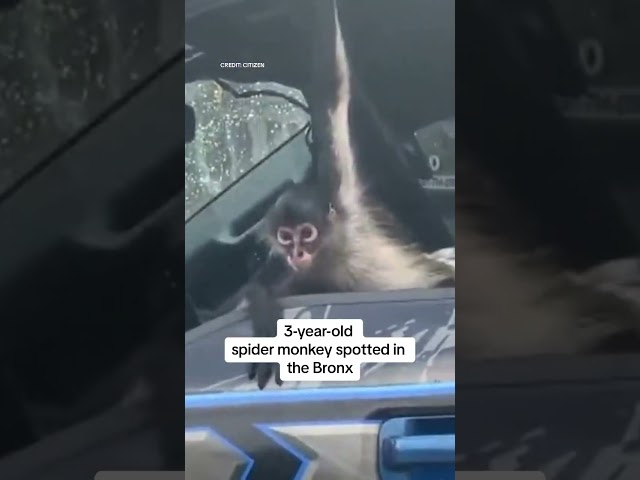 ⁣3-year-old spider monkey spotted in the Bronx
