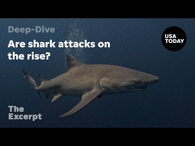 ⁣Are shark attacks on the rise? | The Excerpt