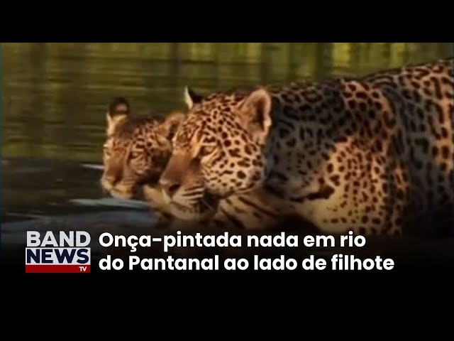 ⁣Onça-pintada leva filhote para nadar em rio do Pantanal | BandNews TV