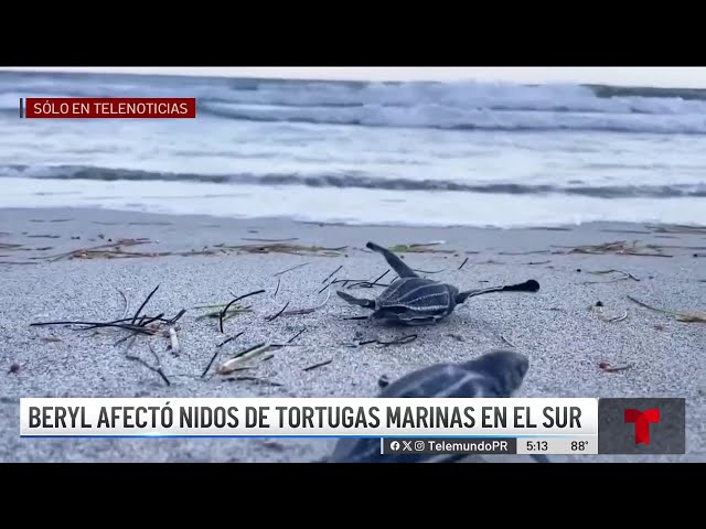 ⁣Marejadas de Beryl afectan cientos de nidos de tortugas