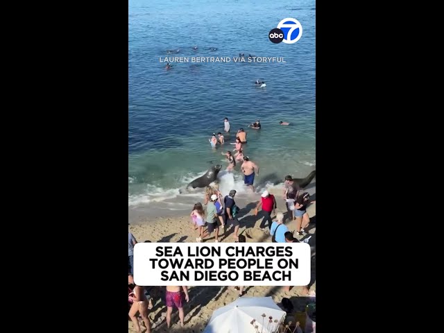 ⁣Sea lion charges toward people on San Diego beach