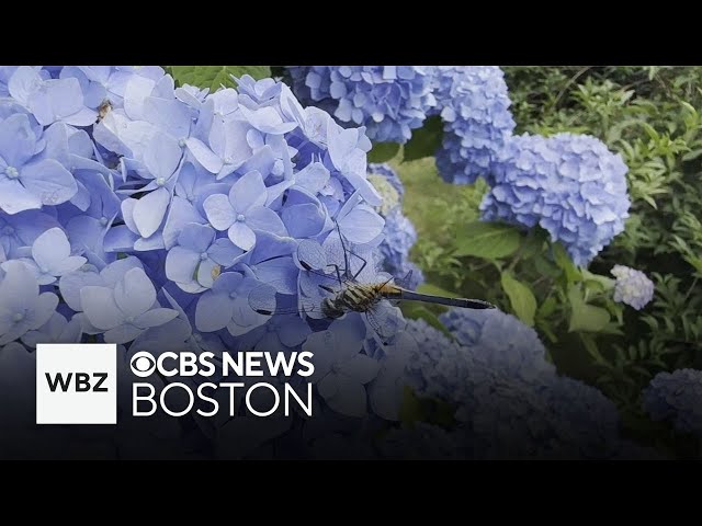 ⁣Hydrangeas are exploding with color this year - and that could mean great fall foliage in New Englan